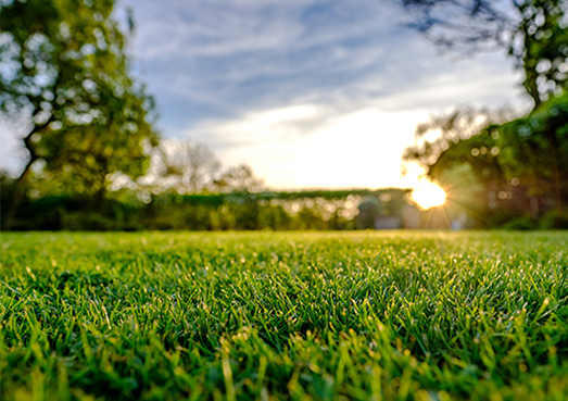 Pelouse verte