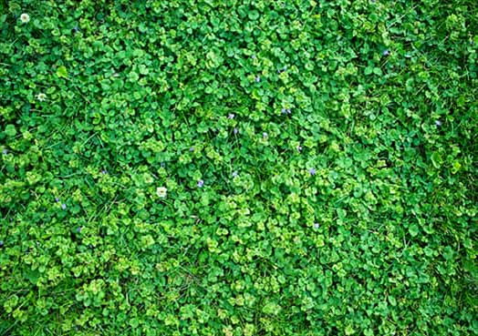 Venir à bout des mauvaises herbes
